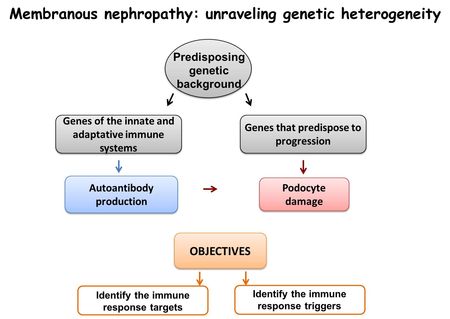 Membranous nephropathy: unraveling genetic heterogeneity