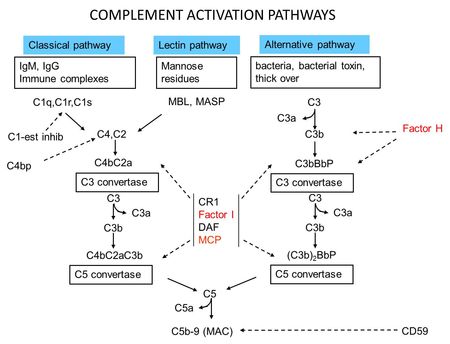 Complement Activation Pathways