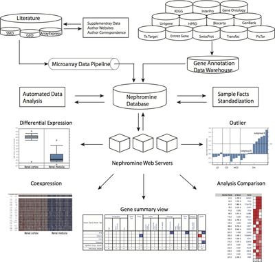 Structure and capabilities of Nephromine