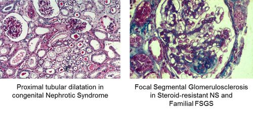 Staining of tissue samples